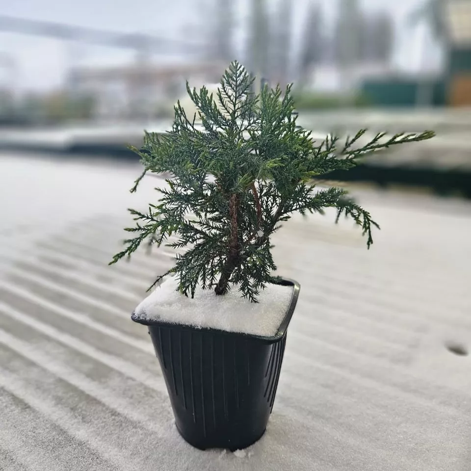 Можжевельник средний Вильгельм Пфитцер v2 Lav 