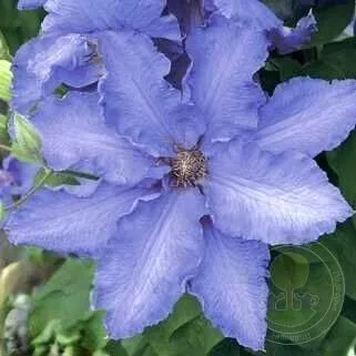 Клематис Балтик Вэйвз  p9 Cl 