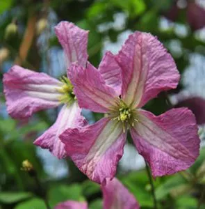 Клематис Оберег, с2 CL 