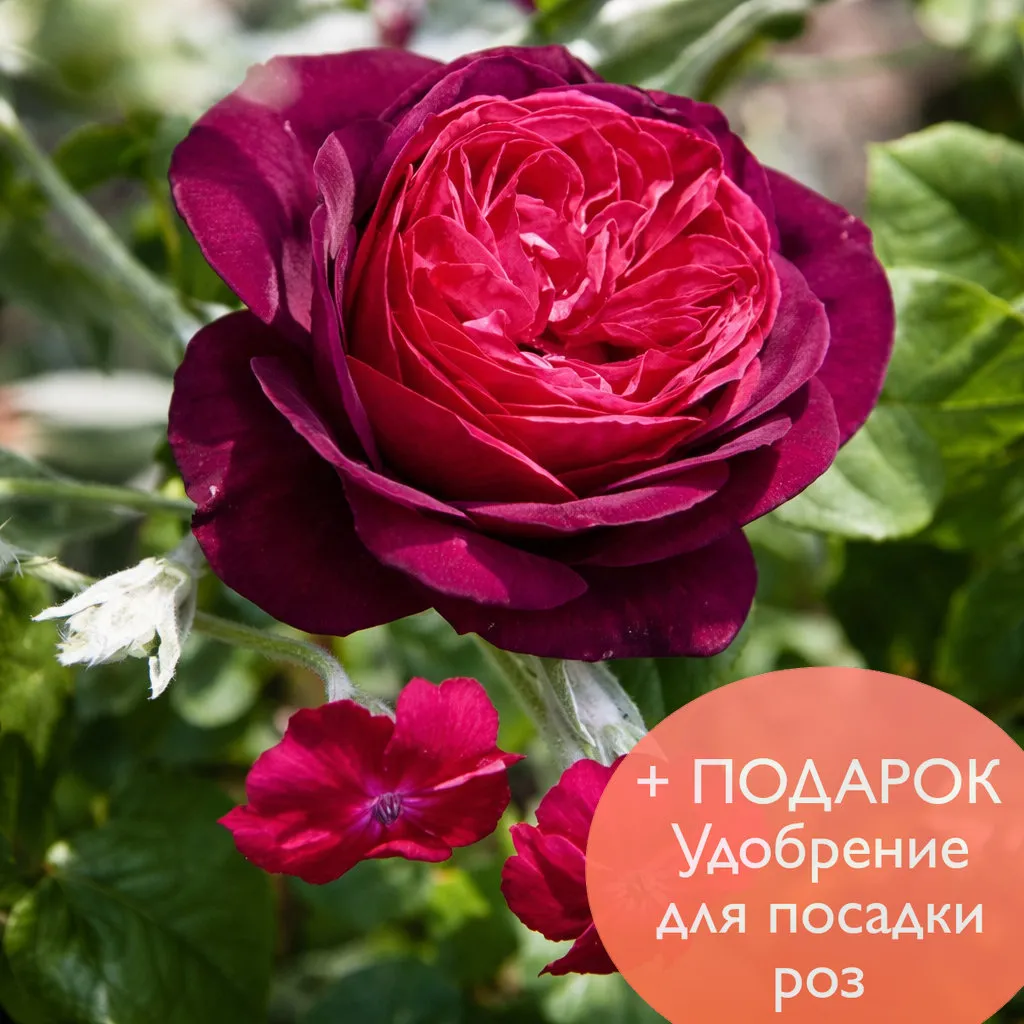 Роза парковая Астрид Графин Фон Харденберг в коробке Биосфера 