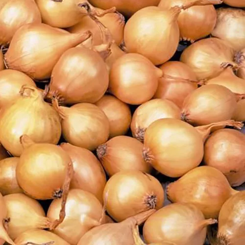 Основное изображение