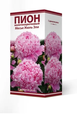 Кореневище Пион молочноцветковый Месье Жюль Эли 1шт Поиск 