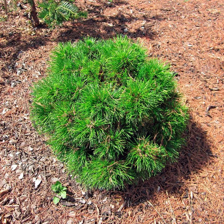 Сосна горная Варелла v15 25-30 Tw 