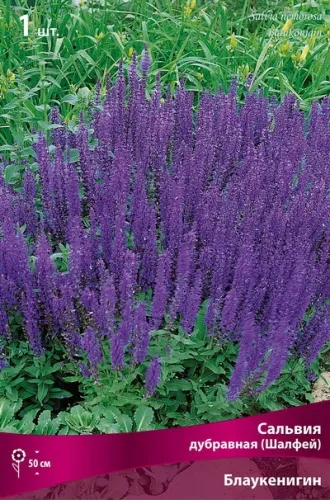 Корневище Сальвия дубравная (Шалфей) Блаукенигин I 1шт Поиск 