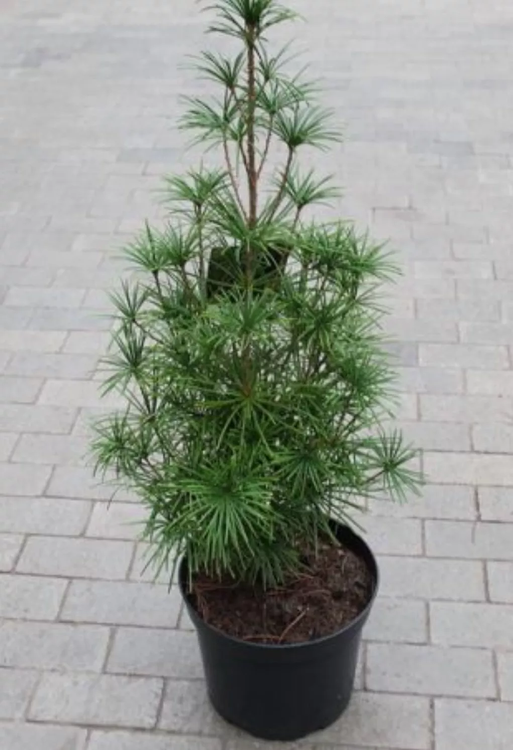 Сциадопитис ветикальный Карстен 30-40 Mt 