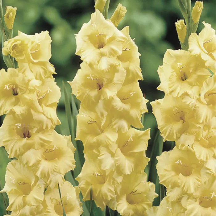 Луковица НВМ Гладиолус Деббьян 12/14 7шт 