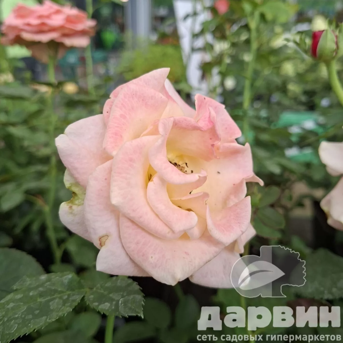 Роза чайно-гибридная Мисс Пигги v5 Lav 