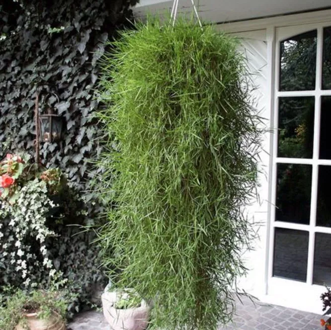 Агростис Грин Твист кашпо d23 ХР 