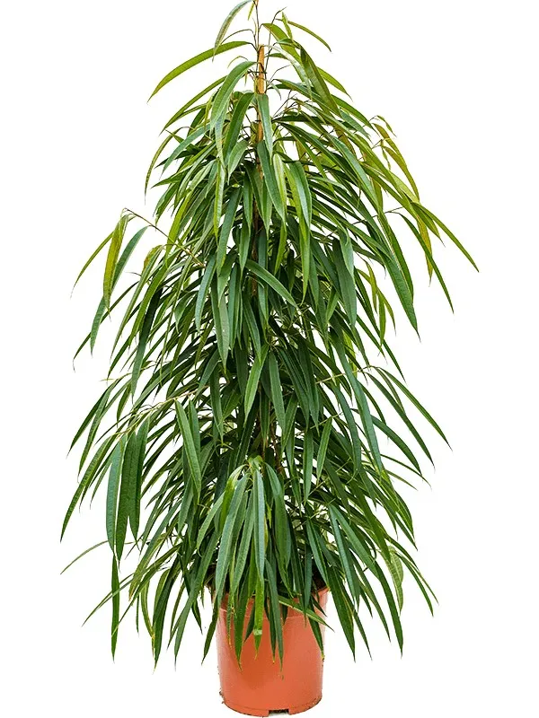 Фикус Амстел Кинг Пирамида d27 h135 