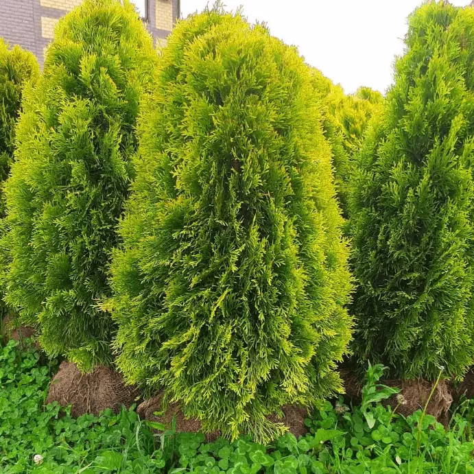 Туя западная Голден брабант C5, 30-40 