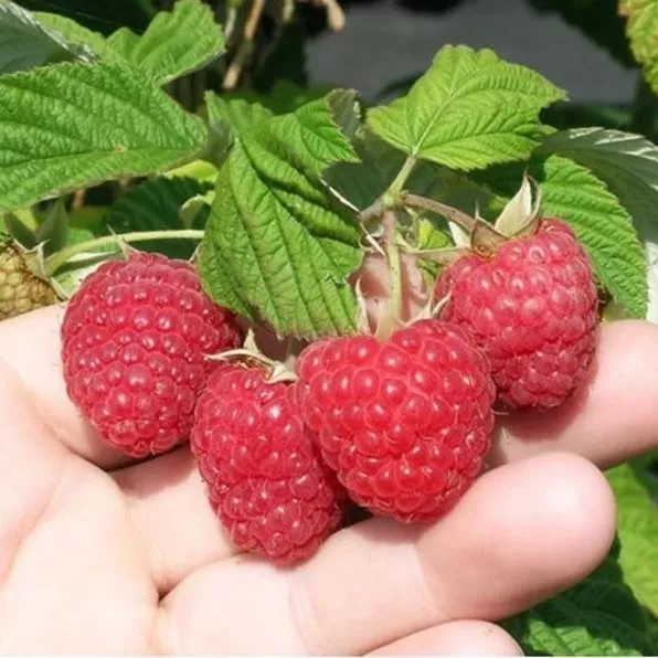 Малина Солнышко, красная v5 Tim 