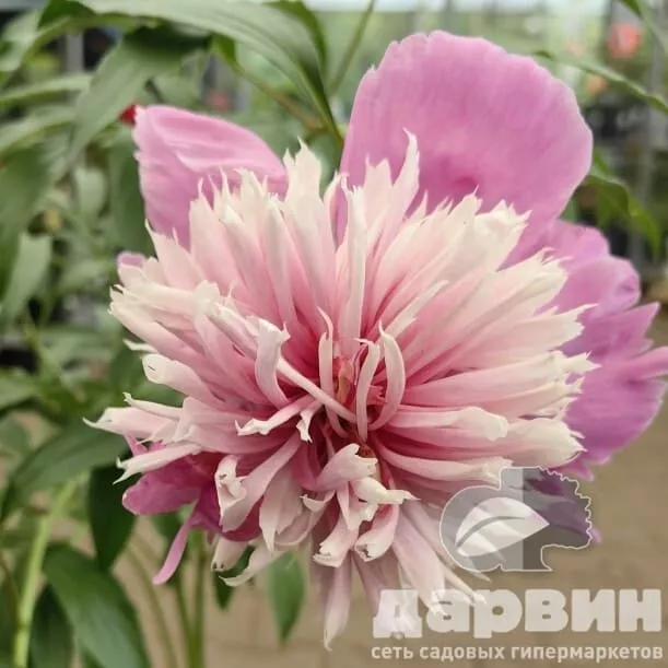 Пион Селебрити v5 Tim 