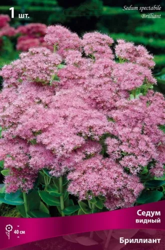 Корневище Седум видный Бриллиант I 1шт Поиск 