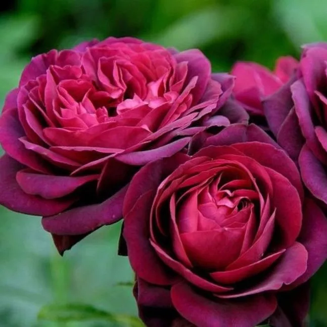 Роза парковая Астрид Графин фон Харденберг v5 Lav 