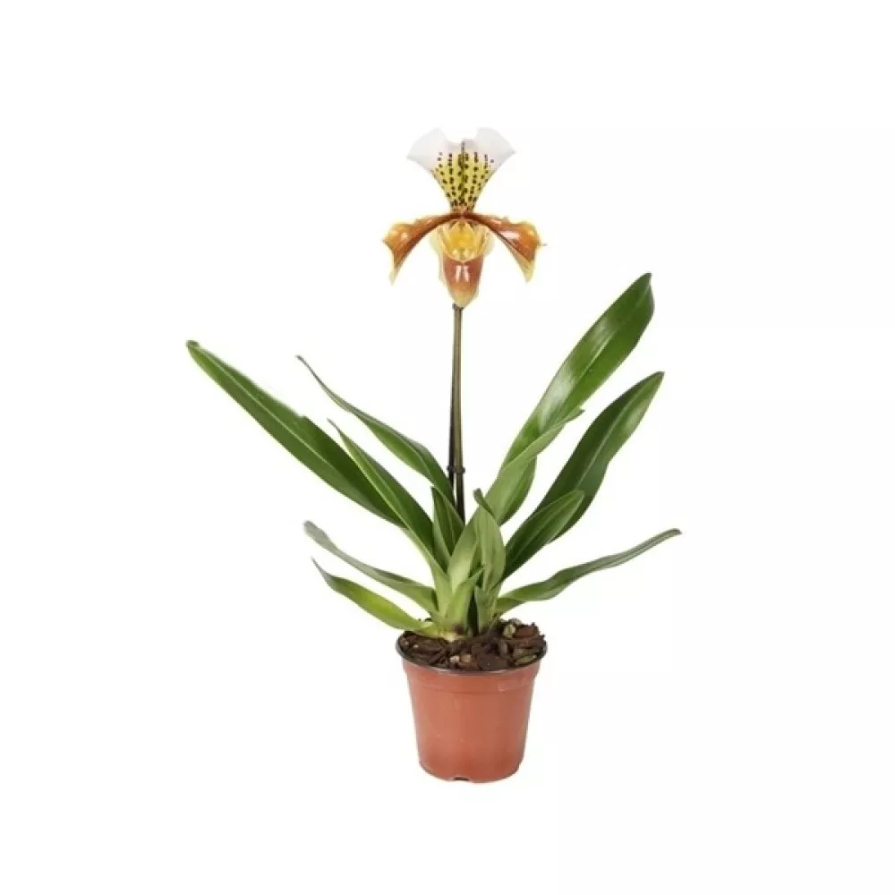 Пафиопедилум микс d12 h55 