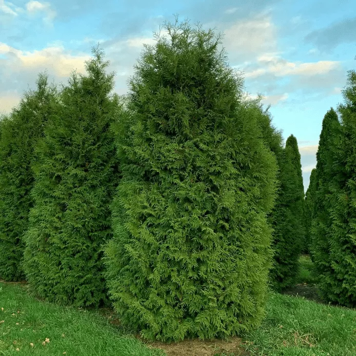 Туя западная Брабант 100-120 Nik 