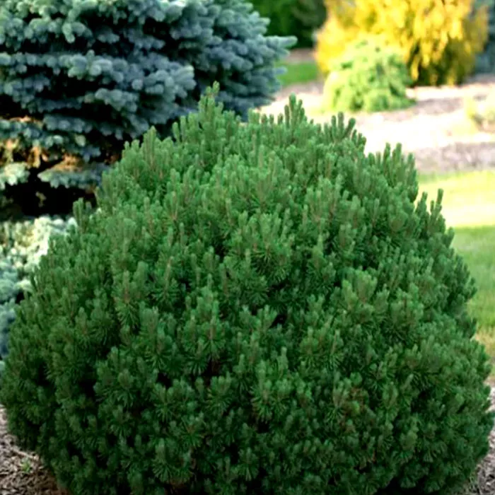 Растение сосна горная Mops 30/40, C12 Ks 