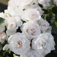 Роза флорибунда Аспирин v5 Lav 