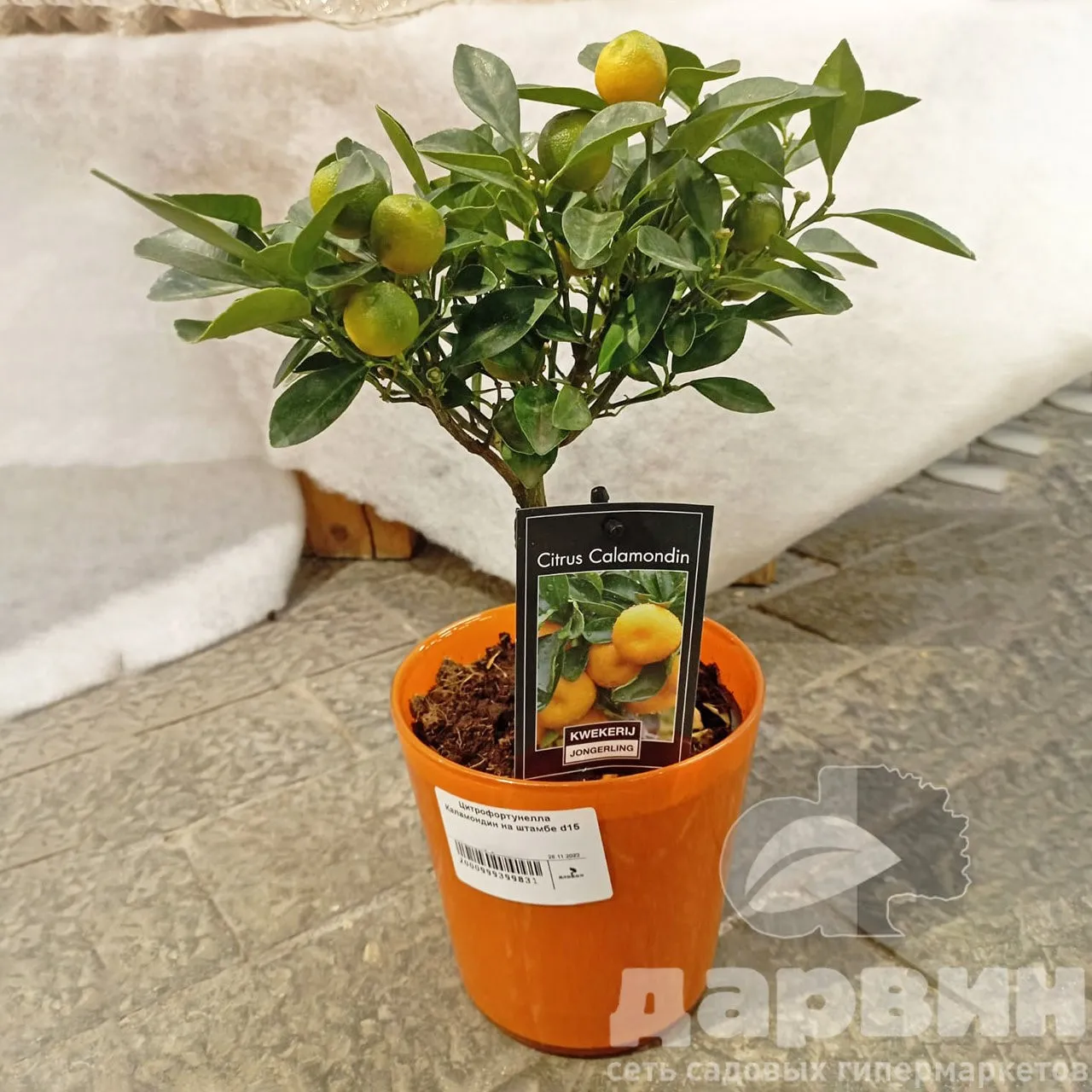 Цитрофортунелла Каламондин на штамбе d12 h25 