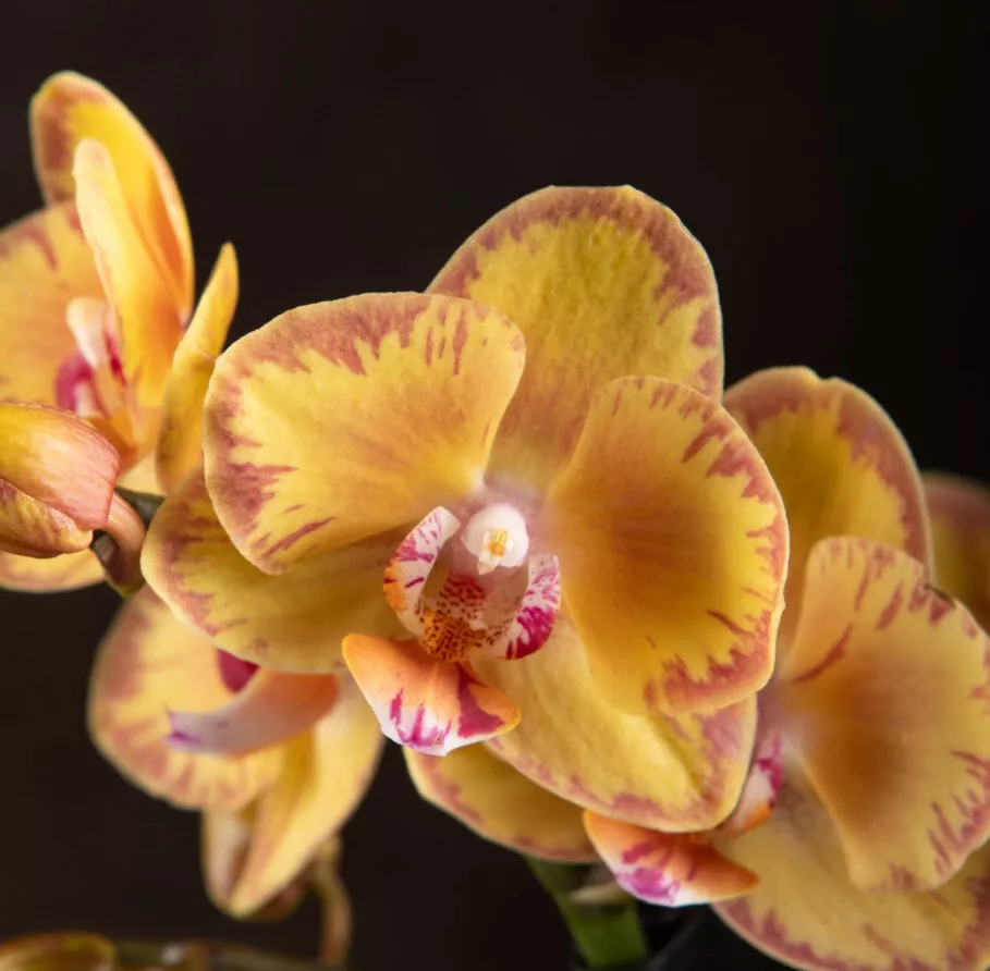 Фаленопсис 2 вет Лимпопо d12 h50 