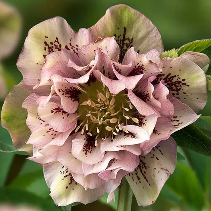 Корневище Морозник Дабл Эллен Пинк Споттед 1шт/уп 