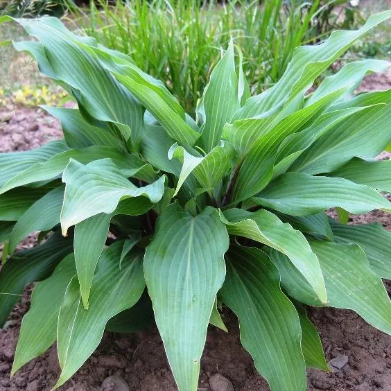 Хоста Ред Октоубер v2 Tim 