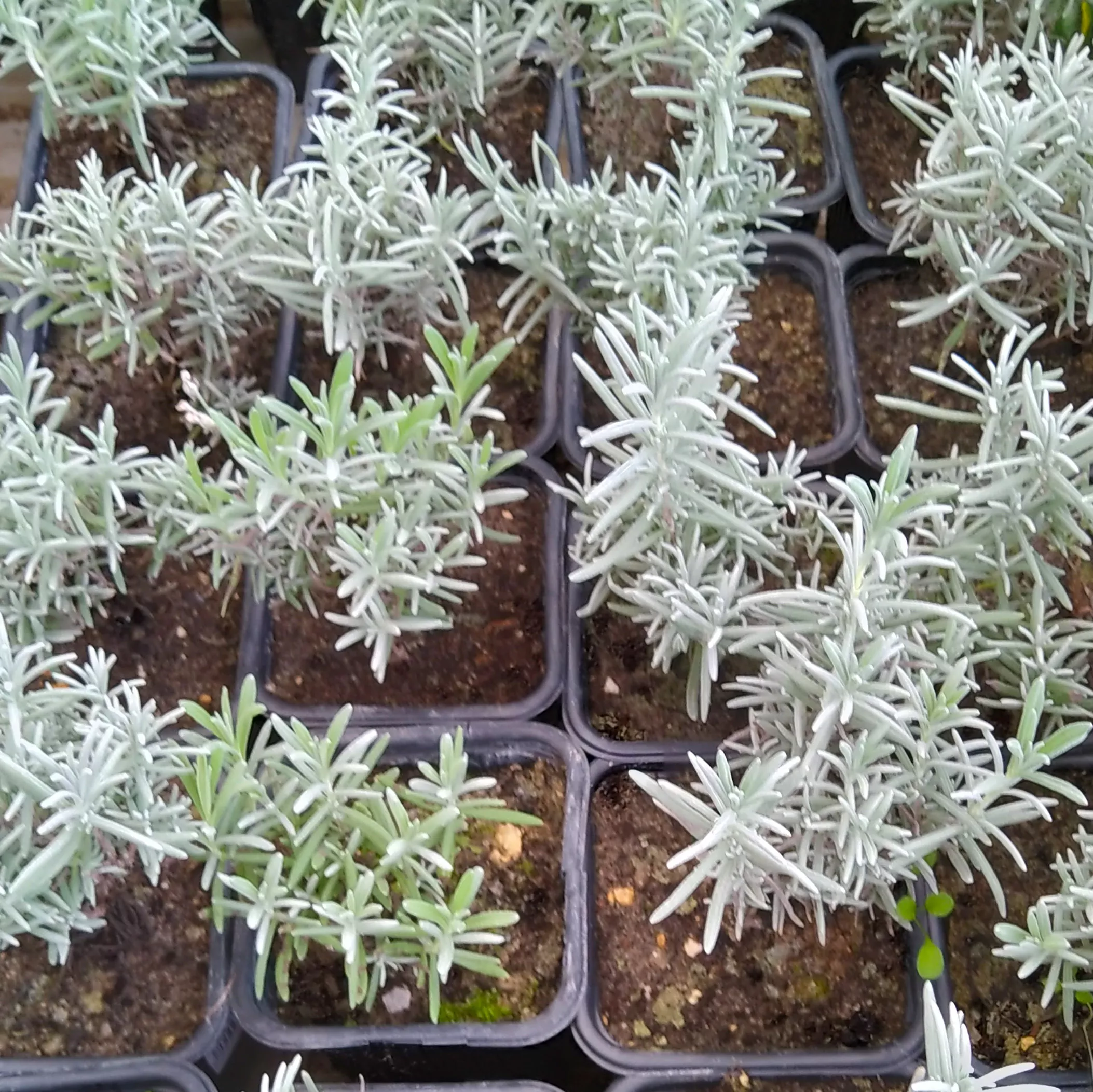 Лаванда узколистная Р9 