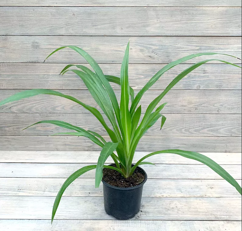 ОсновноеИзображение