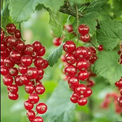 Константиновская Смородина