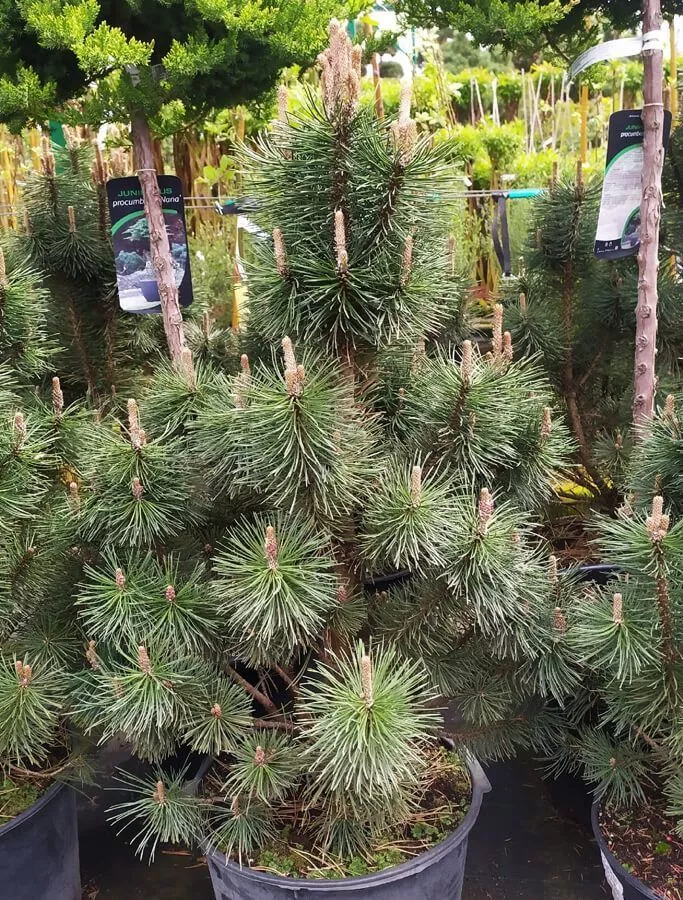 Сосна горная Колумнарис v2 Bor 