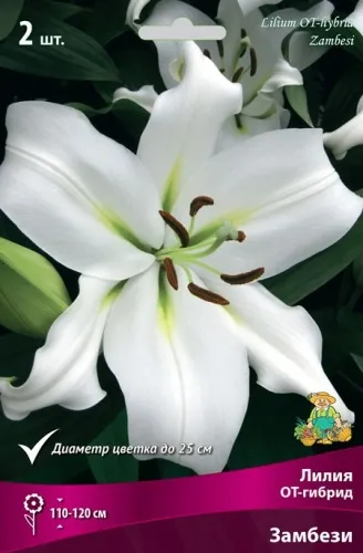 Луковица Лилия ОТ-гибрид Замбези  2шт Поиск 