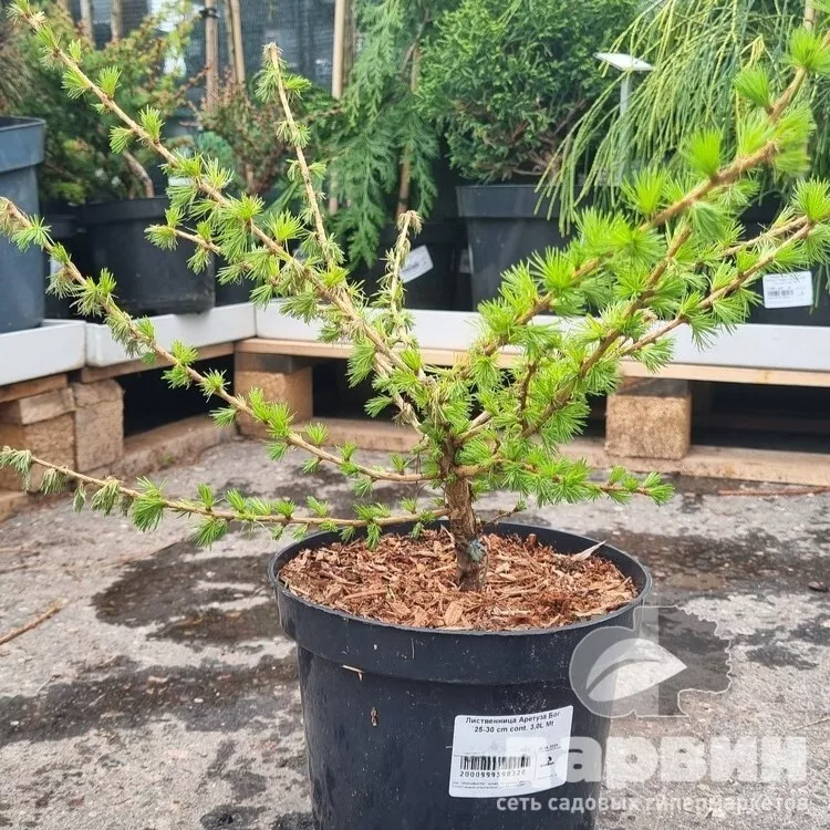 Лиственница Аретуза Бог 25-30 cm cont. 3,0L Mt 