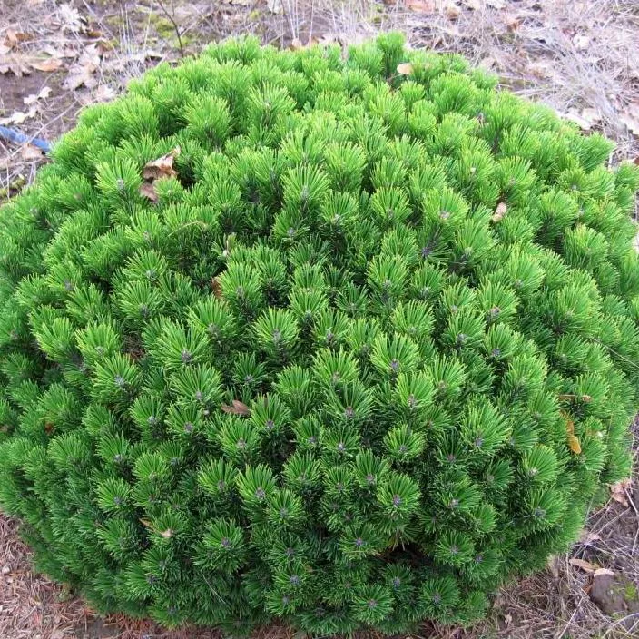 Сосна горная Шервуд компакт v11 30-35 