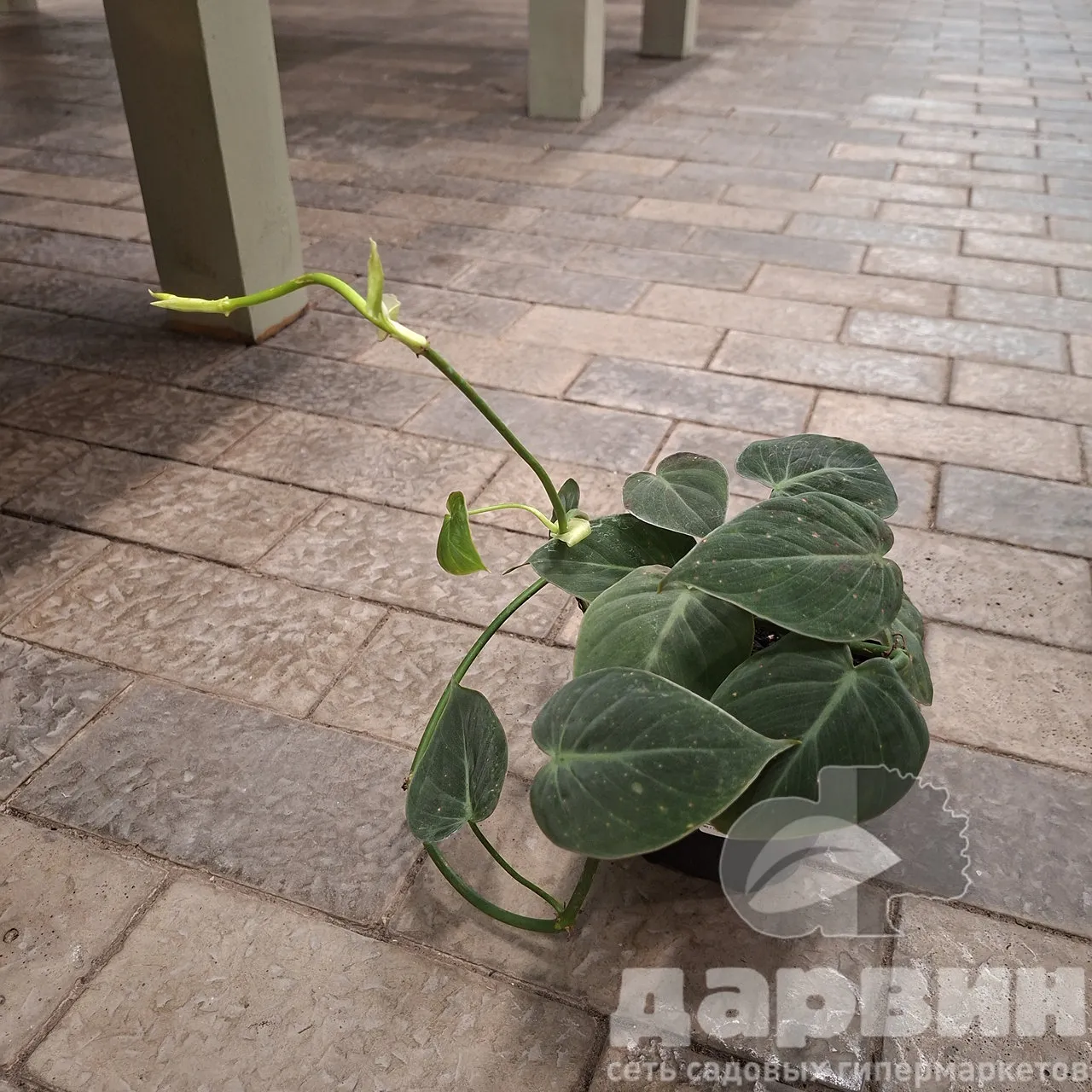 Филодендрон Сканденс d12 Tim 