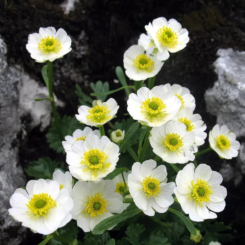 Лютик альпийский Р9 