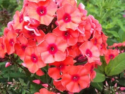 Флокс Текила Санрайз d15 ХР 