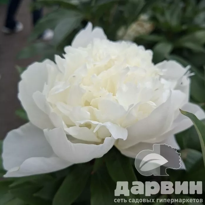 Пион Иммакуле v5 Tim 