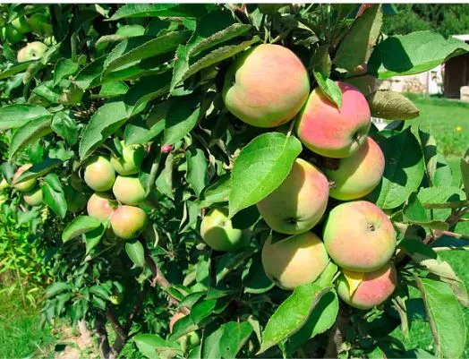 Яблоня колонновидная Президент С7,5 70-90 ЦО 