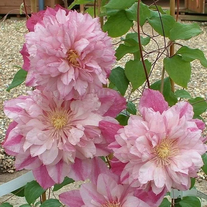 Клематис Инносент блаш Р9 CL 