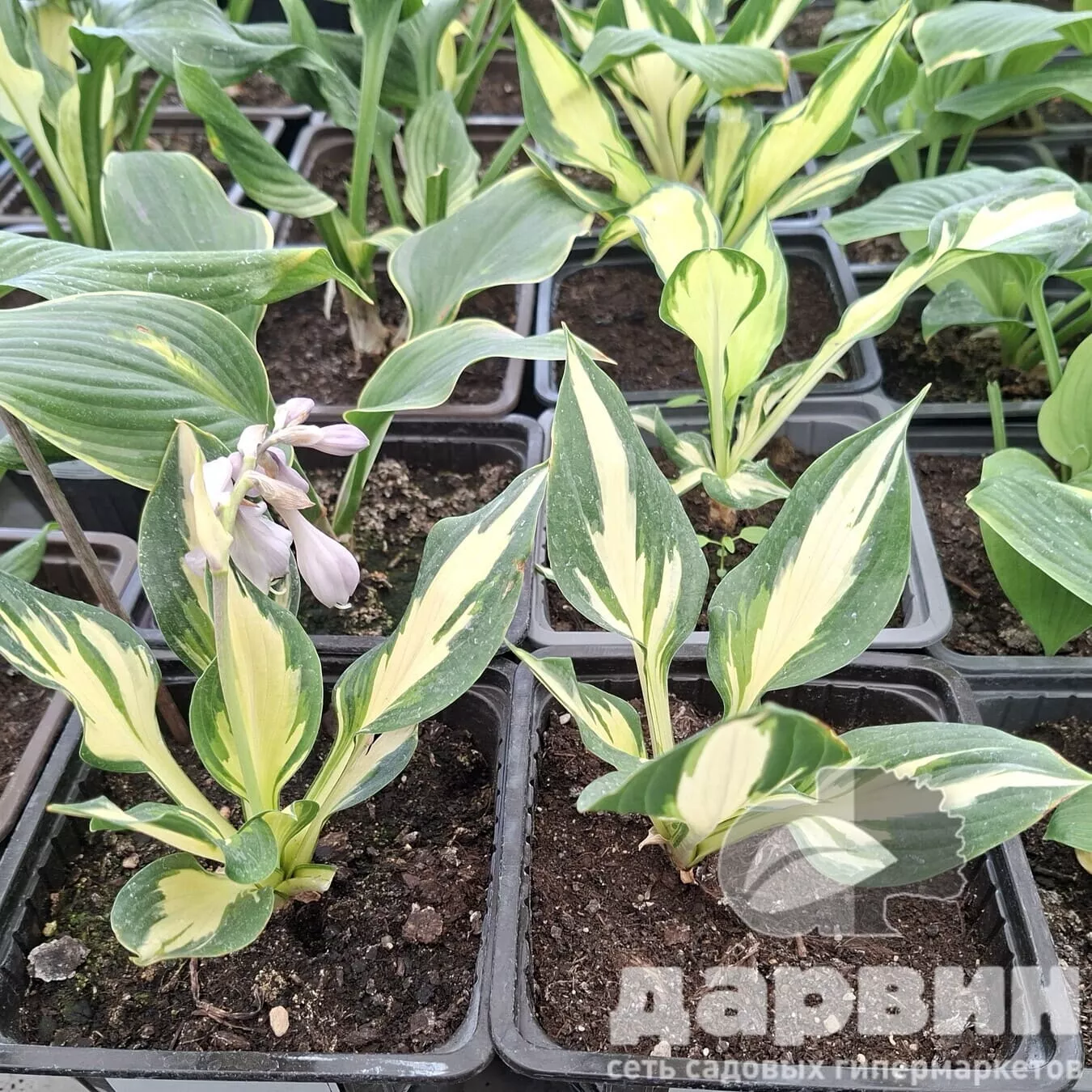 Хоста Кристмас Кенди v2 Tim 