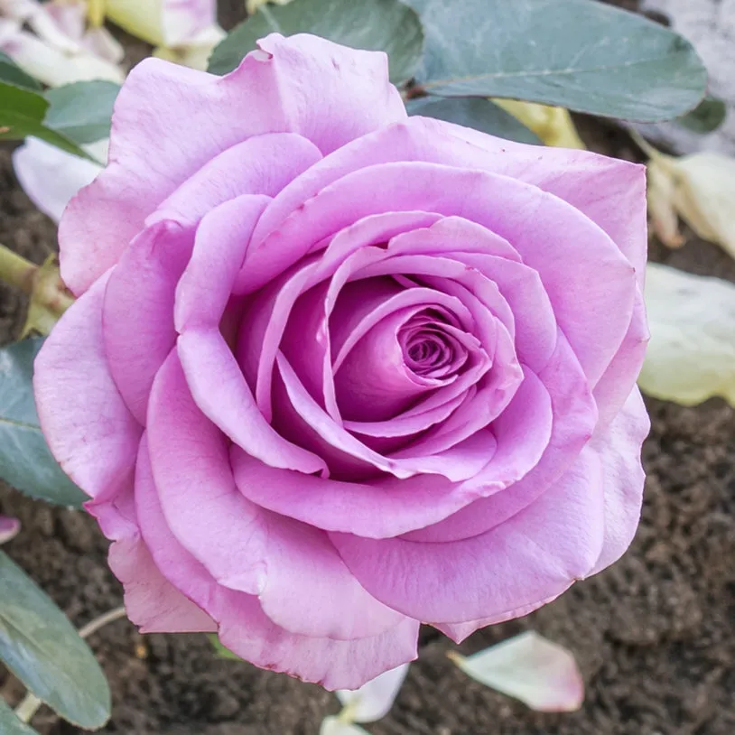 IMG_20260426_220709_527