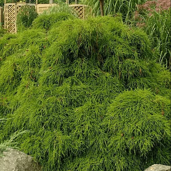 Кипарисовик горохоплодный Филифера Нана v2 Lav 