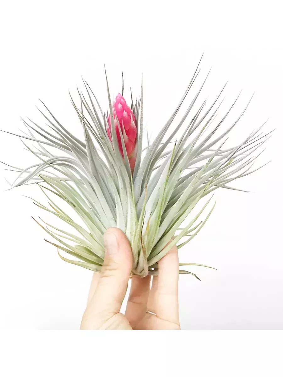 Тилландсия ЯР 