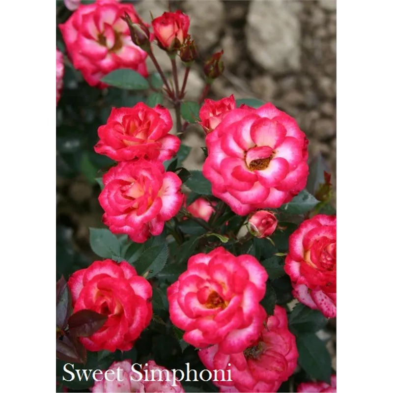 Роза миниатюрная Свит Симфони  в коробке AV 