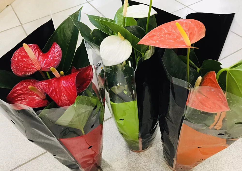 Антуриум андрианум микс d14 h50 