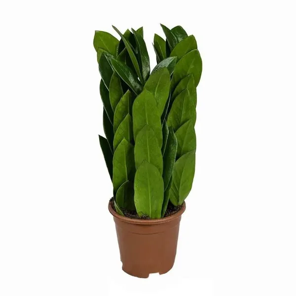 Замиокулькас Пирамида d10 h30 