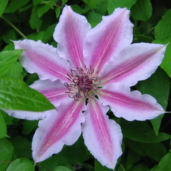 Клематис Нелли Мозер, с2 CL 