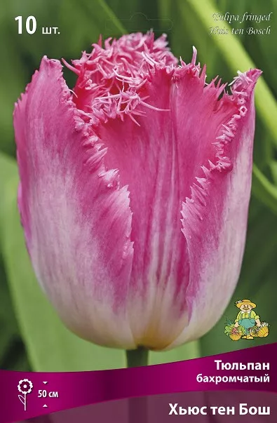 Луковица тюльпан бахромчатый Хьюс Тен Бош 11/12 розовый 10шт Поиск 