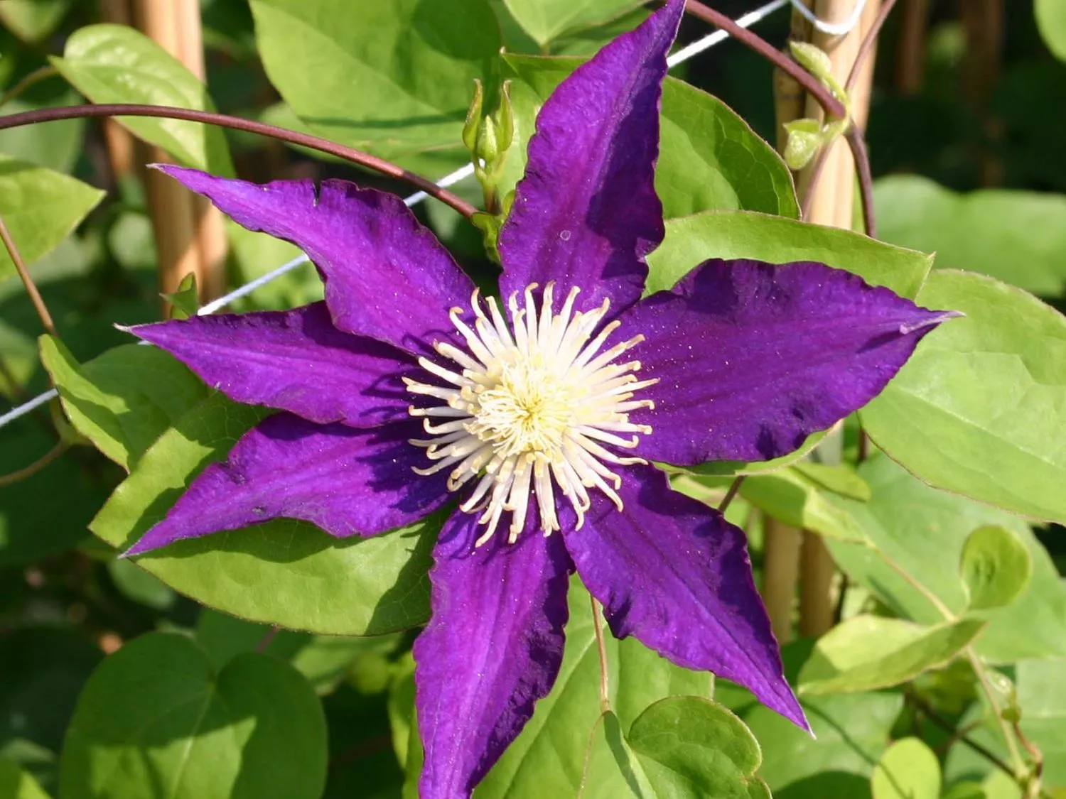 Клематис Хаукоокан v2 Sav 