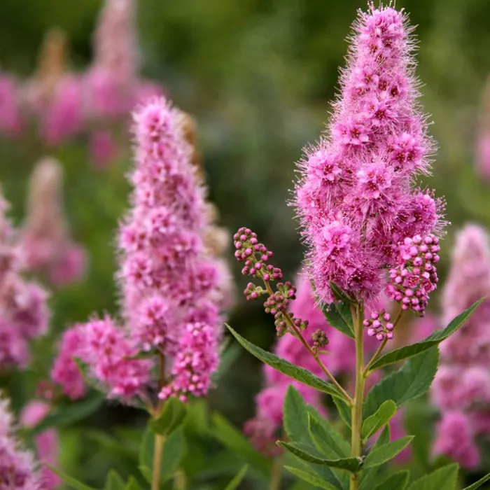 Спирея биллярди Triumphans C5, 80-100 UL 